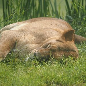 African lioness (Panthera leo), 2024-08-05