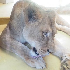 African lioness (Panthera leo), 2024-08-05