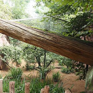 Spotted dikkop and Superb starling aviary, 2024-08-05