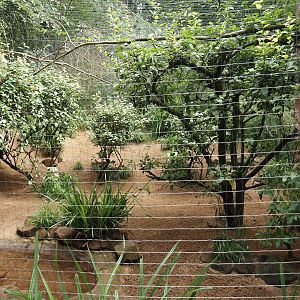 Spotted dikkop and Superb starling aviary, 2024-08-05