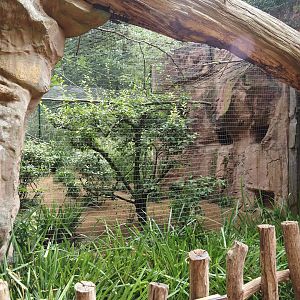 Spotted dikkop and Superb starling aviary, 2024-08-05