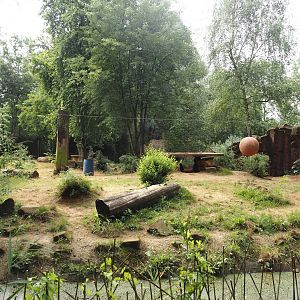 Spotted hyena exhibit, 2024-08-05