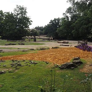 Grass savanna exhibit, 2024-08-05