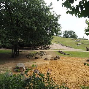 Grass savanna exhibit, 2024-08-05