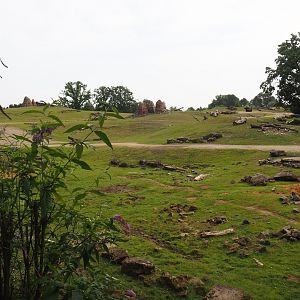 Grass savanna exhibit, 2024-08-05