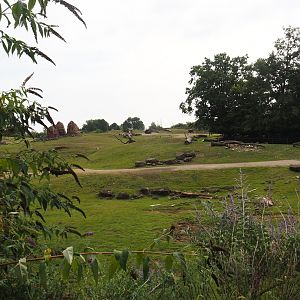 Grass savanna exhibit, 2024-08-05