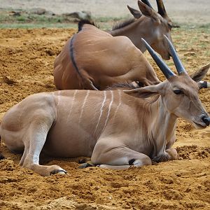 Common eland (Taurotragus oryx), 2024-08-05