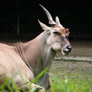 Common eland (Taurotragus oryx), 2024-08-05