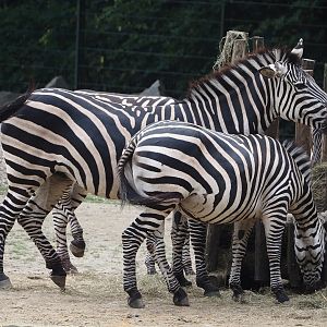 Grant`s zebras (Equus quagga boehmi), 2024-08-05