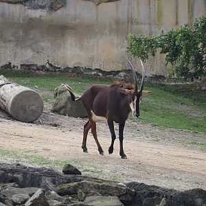 Black sable antelope (Hippotragus niger niger), 2024-08-05