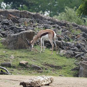Springbok (Antidorcas marsupialis), 2024-08-05