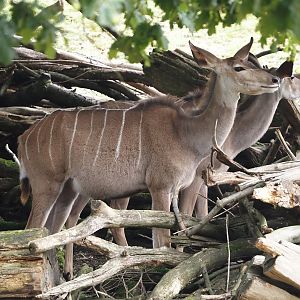 Greater kudu (Tragelaphus strepsiceros), 2024-08-05