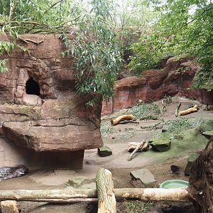 Indian crested porcupine exhibit, 2024-08-05