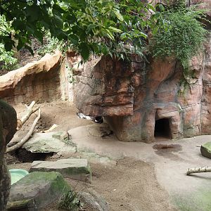 Indian crested porcupine exhibit, 2024-08-05