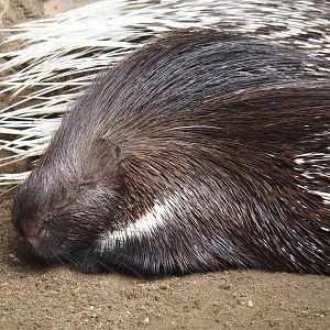 Indian crested porcupine (Hystrix indica), 2024-08-05