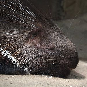 Indian crested porcupine (Hystrix indica), 2024-08-05