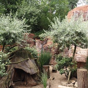 Dwarf mongoose exhibit, 2024-08-05