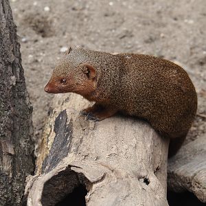 Dwarf mongoose (Helogale parvula), 2024-08-05