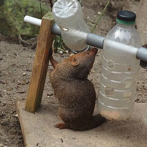 Dwarf mongoose (Helogale parvula) with enrichment feeder, 2024-08-05