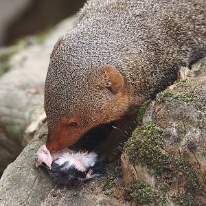 Dwarf mongoose (Helogale parvula) eating a mouse, 2024-08-05