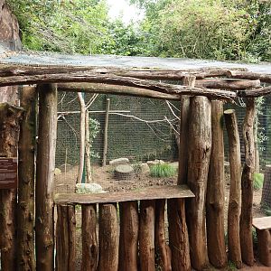 Black-cheeked lovebird and Yellow-necked francolin aviary, 2024-08-05