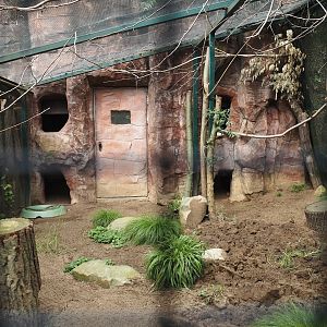 Black-cheeked lovebird and Yellow-necked francolin aviary, 2024-08-05
