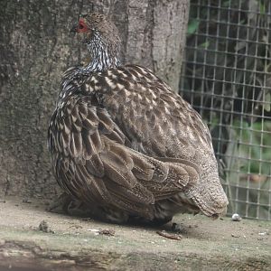 Yellow-necked francolin (Pternistis leucoscepus), 2024-08-05