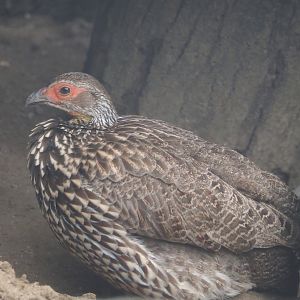 Yellow-necked francolin (Pternistis leucoscepus), 2024-08-05