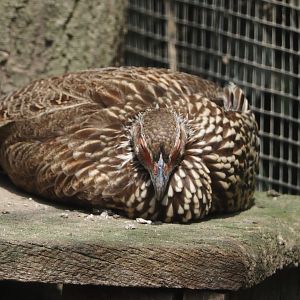 Yellow-necked francolin (Pternistis leucoscepus), 2024-08-05