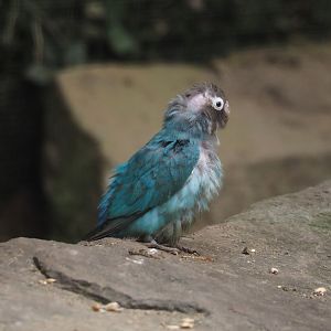 Blue mutation Black-cheeked lovebird (Agapornis nigrigenis), 2024-08-05