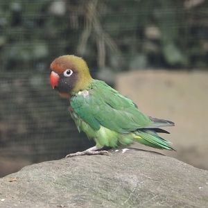 Black-cheeked lovebird (Agapornis nigrigenis), 2024-08-05