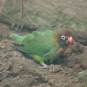 Black-cheeked lovebird (Agapornis nigrigenis), 2024-08-05