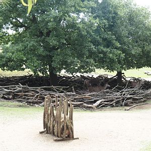 Grass savanna exhibit - Scrub resting area, used by greater kudus at the time of my visit, 2024-08-05