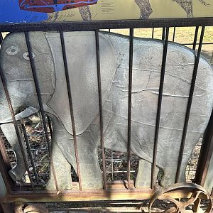 Beaumaris Zoo - Elephant