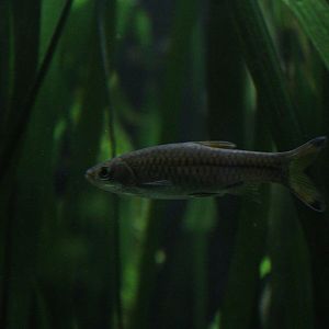 Rasbora caudimaculata or 	Rasbora trilineata?