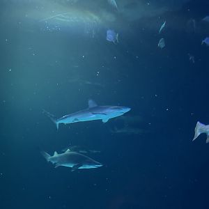 Galapagos shark (Carcharhinus galapagensis) and sand tiger sharks (Carcharias taurus) in the Shipwreck