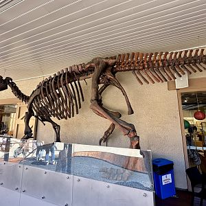 Muttaburrasaurus langdoni