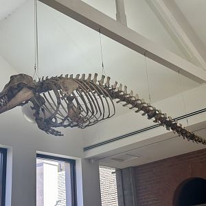 False killer whale (Pseudorca crassidens)