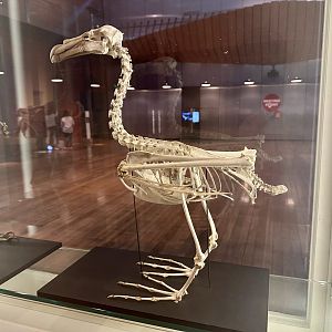 Northern giant-petrel (Macronectes halli)