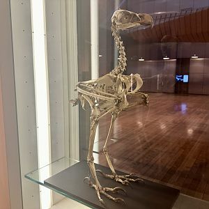 Wedge-tailed eagle (Aquila audax)