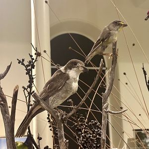 Grey butcherbird (Cracticus torquatus)