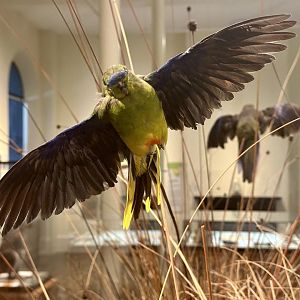 Orange-bellied parrot (Neophema chrysogaster)