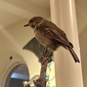 Dusky robin (Melanodryas vittata)