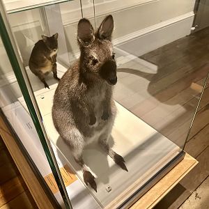 Tasmanian pademelon (Thylogale billardierii)