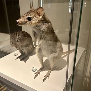 Tasmanian bettong (Bettongia gaimardi)