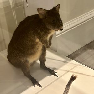 Bennett’s wallaby (Notamacropus rufogriseus)