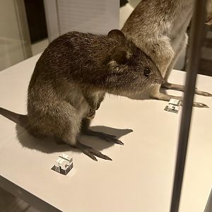 Long-nosed potoroo (Potorous tridactylus)
