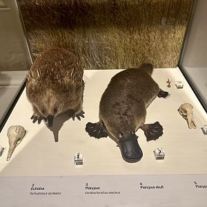 Short-beaked echidna (Tachyglossus aculeatus)/Platypus (Ornithorhynchus anatinus)