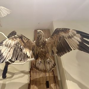 Whistling kite (Haliastur sphenurus)