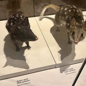 Eastern quoll (Dasyurus viverrinus)